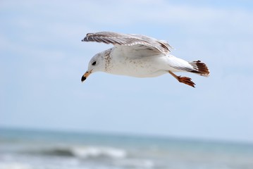 Seagull Flying