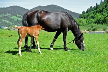 Obraz premium Horse