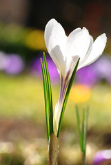 Crocus