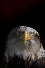 Eagle close up portrait