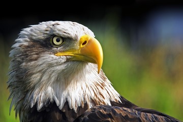 Eagle close up portrait