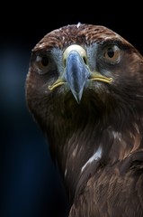 Eagle close up portrait