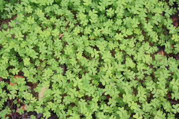 Treboles verdes