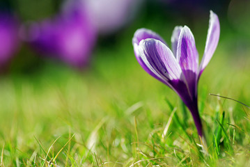 Crocus