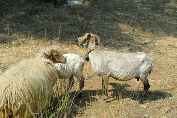 Sheep being shorn on island of Kephalonia in  Greece