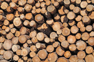 Pile of pine tree-trunks, timber, nature background
