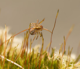 Small spider