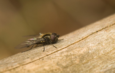 Hymenoptera, Melangyna quadrimaculata