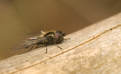 Hymenoptera, Melangyna quadrimaculata