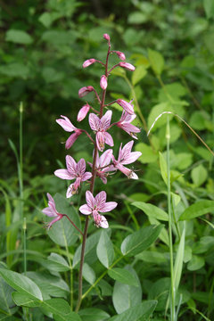 Diptam