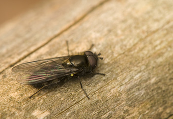 Hymenoptera, Melangyna quadrimaculata