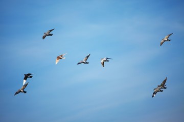 Obraz premium Birds