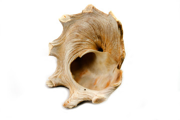 Shell