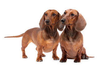 Two Dachshund Dogs isolated over white background