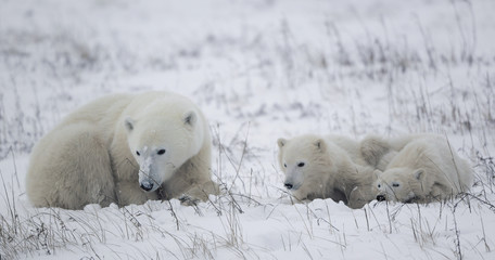 Plakat Polar nied¼wiedzica z dwóch młodych nied¼wiedzi.