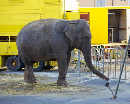 Elefante nel circo