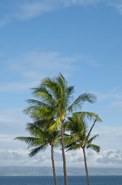 Palm Trees on the horizon