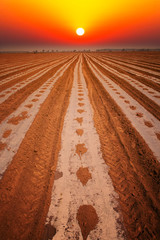 Sunrise over the cotton field