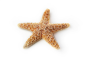 The starfish