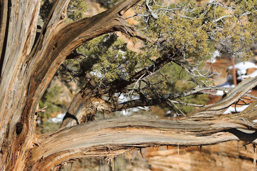 Juniper tree in Zion National Park