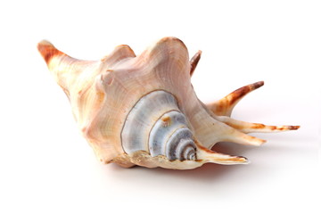 The seashell