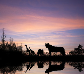 Safari in Africa lion pride silhouette against sunset sky