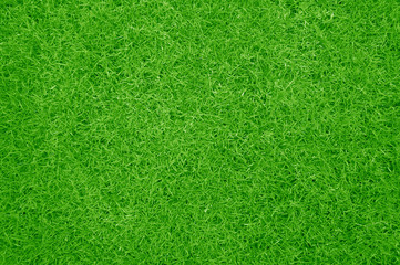 Plakat Zielona trawa w tle
