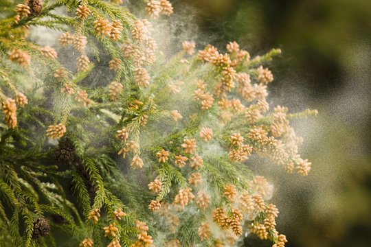 杉花粉」の写真素材 | 4,709件の無料イラスト画像 | Adobe Stock
