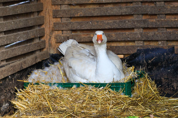 Gans beim brüten
