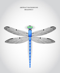 Dragonfly. Vector illustration