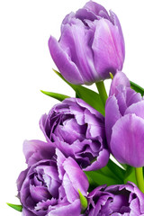 violet tulips