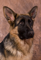 jeune berger allemand de 6 mois