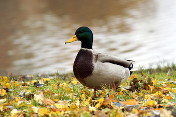 Wild duck