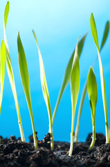 spring grass