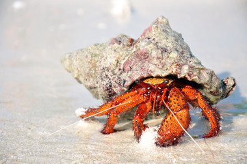 Hermit crab on the white sand - obrazy, fototapety, plakaty