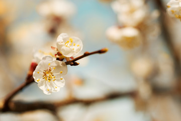 Apricot blossom