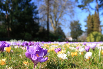 Blumenwiese im März / Meadow in March