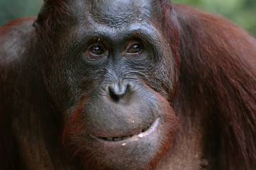 Orangutan Ben.