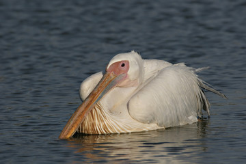 resting  White Pelican