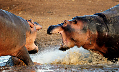 hippo at war