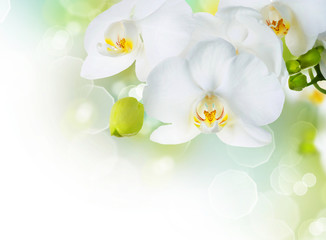 White Orchid Border with copyspace for text
