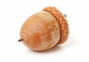 macro of acorn over white background