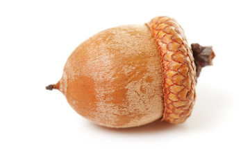 macro of acorn over white background