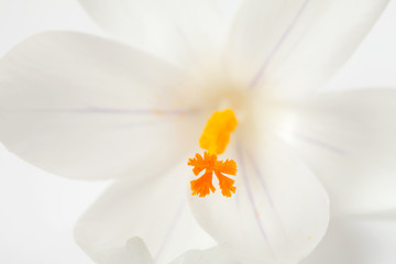 macro of white Dutch spring crocus flower
