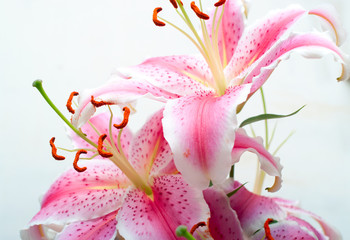 Pink lilies