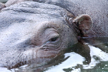 カバ (東京・上野動物園)