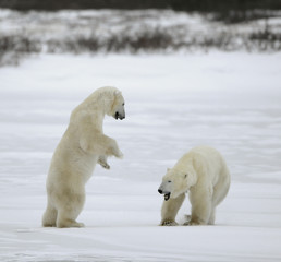 Obraz na płótnie Canvas Walka nied¼wiedzi polarnych.