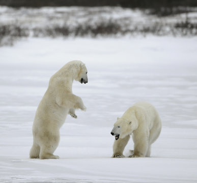 Fight of Polar bears.