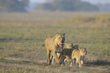 Lioness after hunting with cubs.