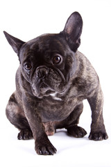 chien bull dog francais sur fond blanc